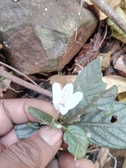 Justiciinae