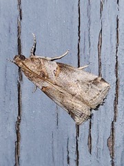 Acrobasis tricolorella