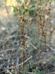 Veronica capsellicarpa