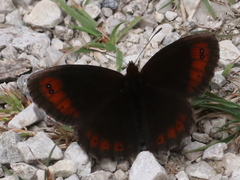 Erebia