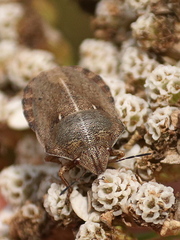 Eurygaster testudinaria