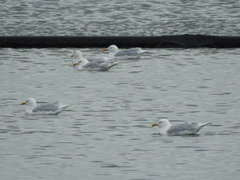 Larus hyperboreus