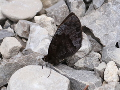 Erebia