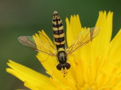 Sphaerophoria scripta