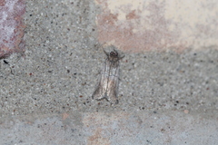 Chararica hystriculella