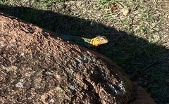 Crotaphytus collaris