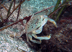 Metacarcinus magister