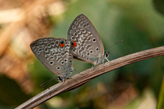 Euchrysops malathana