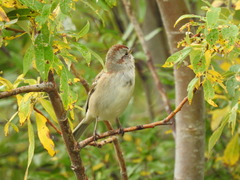 Spizelloides arborea