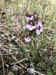 Pedicularis
