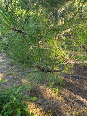 Pinus nigra pallasiana