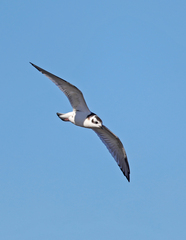 Hydrocoloeus minutus