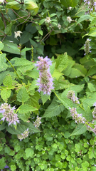 Agastache foeniculum