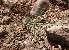 Heliotropium supinum