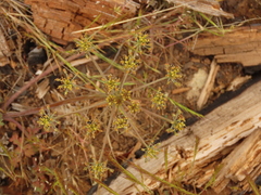 Lomatium