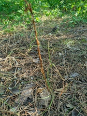 Platanthera chlorantha