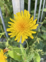 Sonchus arvensis