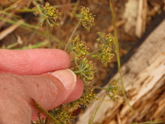 Lomatium