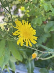 Sonchus arvensis