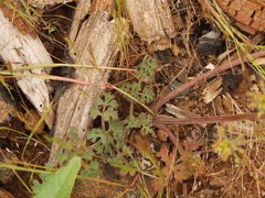 Lomatium