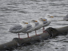 Larus hyperboreus
