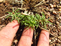 Portulaca pilosa