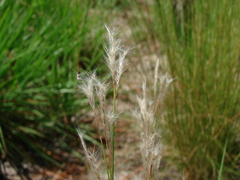 Andropogon floridanus