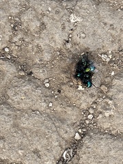Lucilia coeruleiviridis