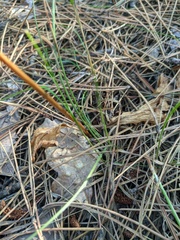 Platanthera chlorantha