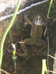 Rana luteiventris