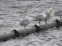 Larus hyperboreus
