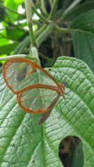 Pteronymia rufocincta