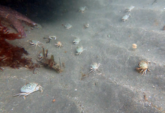 Metacarcinus magister