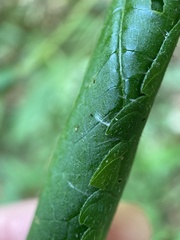 Zygaenoidea