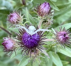 Thomisidae