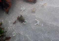 Metacarcinus magister