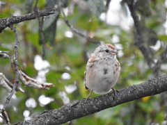 Spizelloides arborea