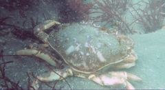 Metacarcinus magister