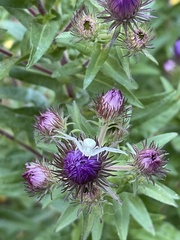 Thomisidae