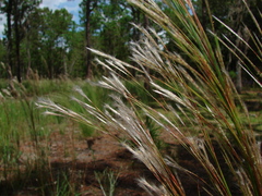 Andropogon floridanus