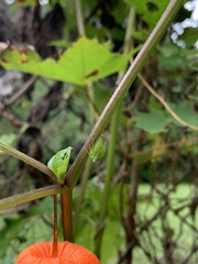 Stictocephala bisonia