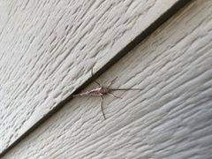 Nemotaulius hostilis