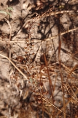 Veronica anagallis-aquatica