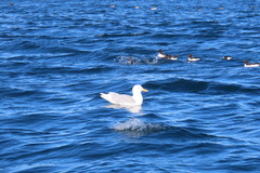 Larus hyperboreus
