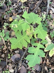 Polymnia canadensis