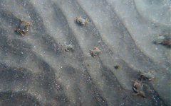 Metacarcinus magister