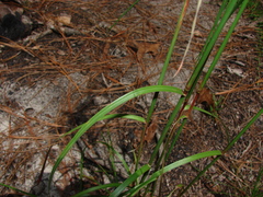 Andropogon floridanus