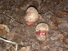 Rubroboletus legaliae