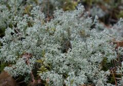 Cladonia arbuscula