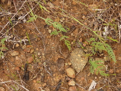 Lomatium